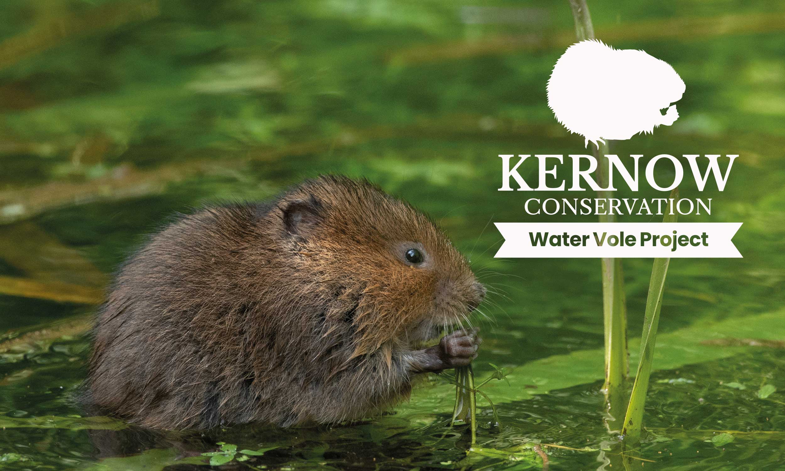 photo of a Water Vole overlayed with a water vole project logo